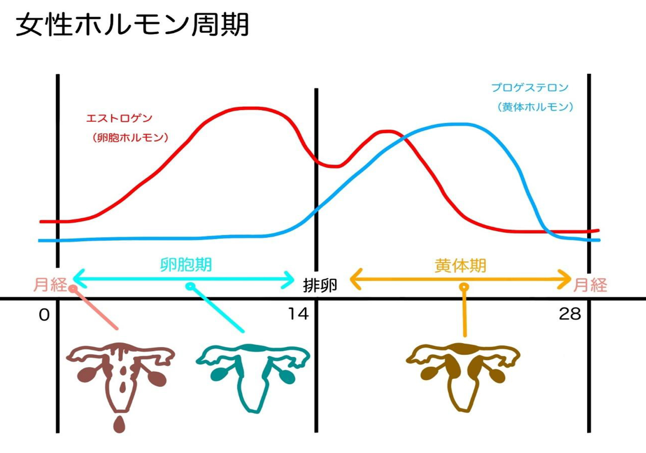 女性ホルモンと月経周期